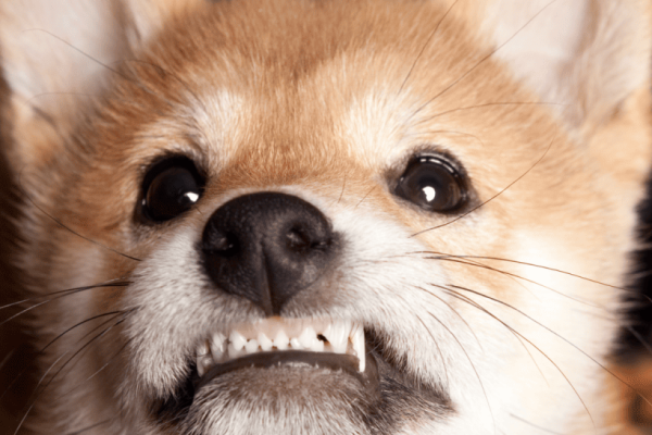 When Do Puppies Lose Their Puppy Teeth? A Complete Guide to Teething