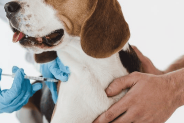 Titre Testing for Dogs: On our way to healthier vaccination