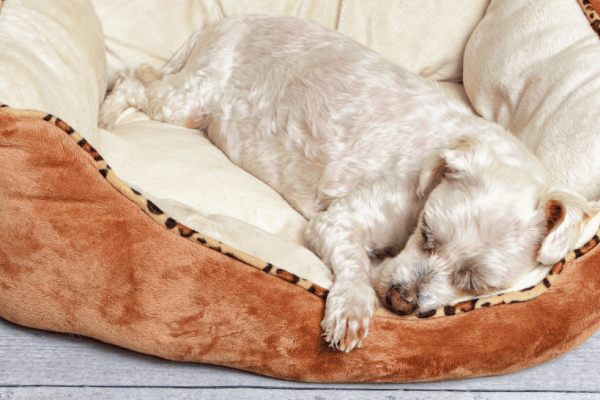 How Much Sleep Do Puppies Really Need?