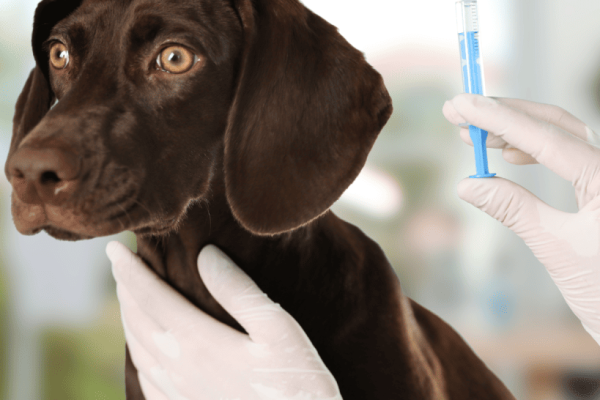 Understanding Puppy Vaccinations: Do Puppies Need 3 or 4 Sets of Shots? Explained