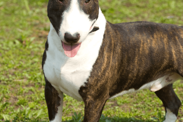Bull Terrier Colors: Explore what Awesome Colors This Egg-head comes in!