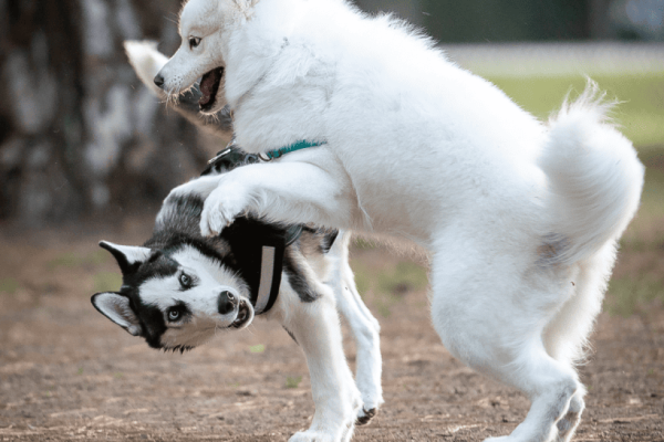 How Critical is the Critical Socialization Period?