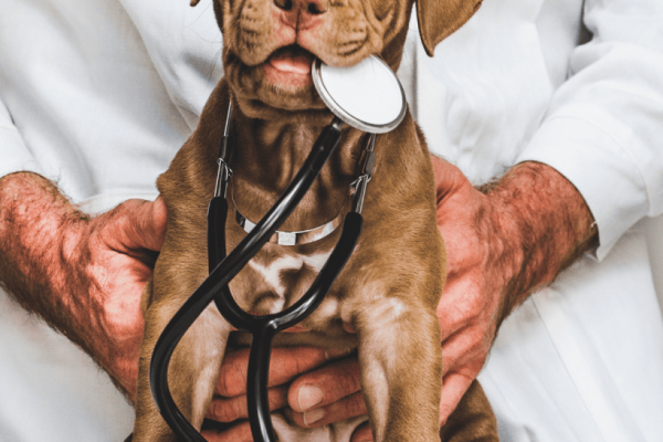Finding the Right Veterinarian for Your Pet: A Comprehensive Guide