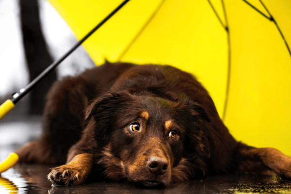 Help! My puppy Won’t Go Pee In The Rain!