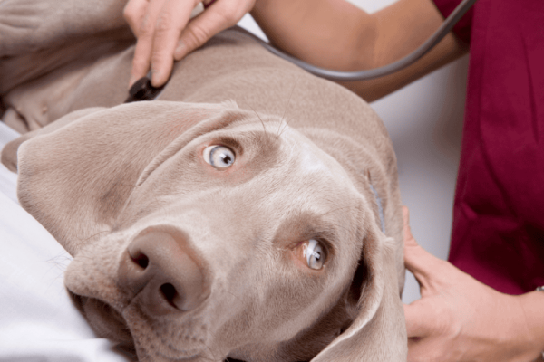 How Can A Puppy Get Parvo? A complete guide to Parvovirus