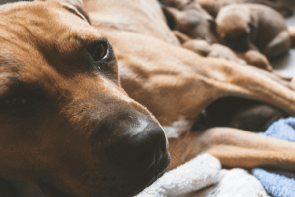 Can Puppies Struggle With Separation Anxiety? Pro Trainer Explains!