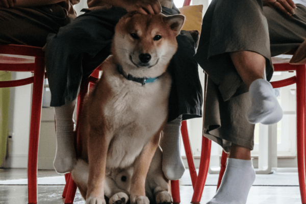 Teach Your Dog Or Puppy Table Manners & End Begging