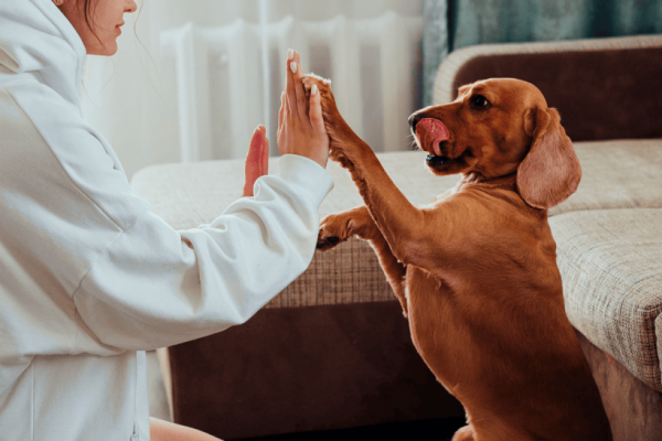 What Does It Mean To Be AKC Or Kennel Club Registered?