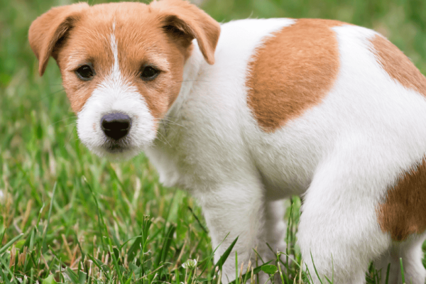 When Can You Start Potty Training a Puppy?