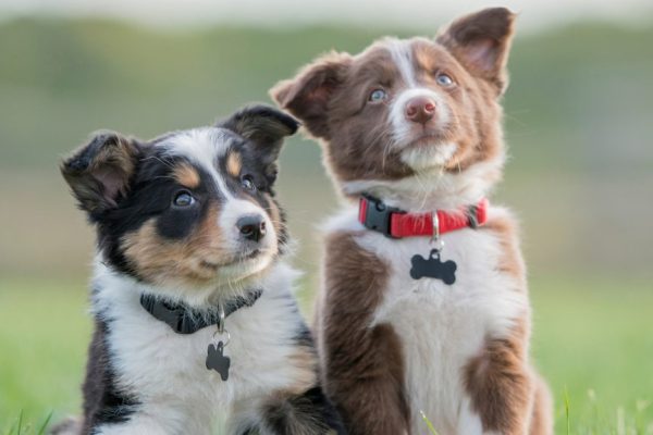Should You Get Two Puppies at Once? Double Trouble or Twice the Fun?