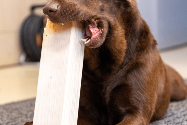 Anti-Chew Sprays For Puppies: Why Professionals Don’t Recommend Them.