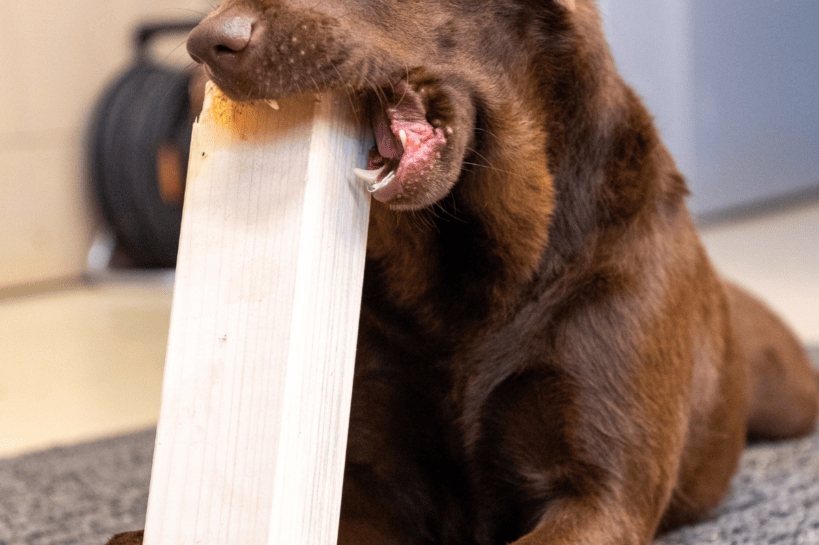 Anti-Chew Sprays For Puppies: Why Professionals Don’t Recommend Them.